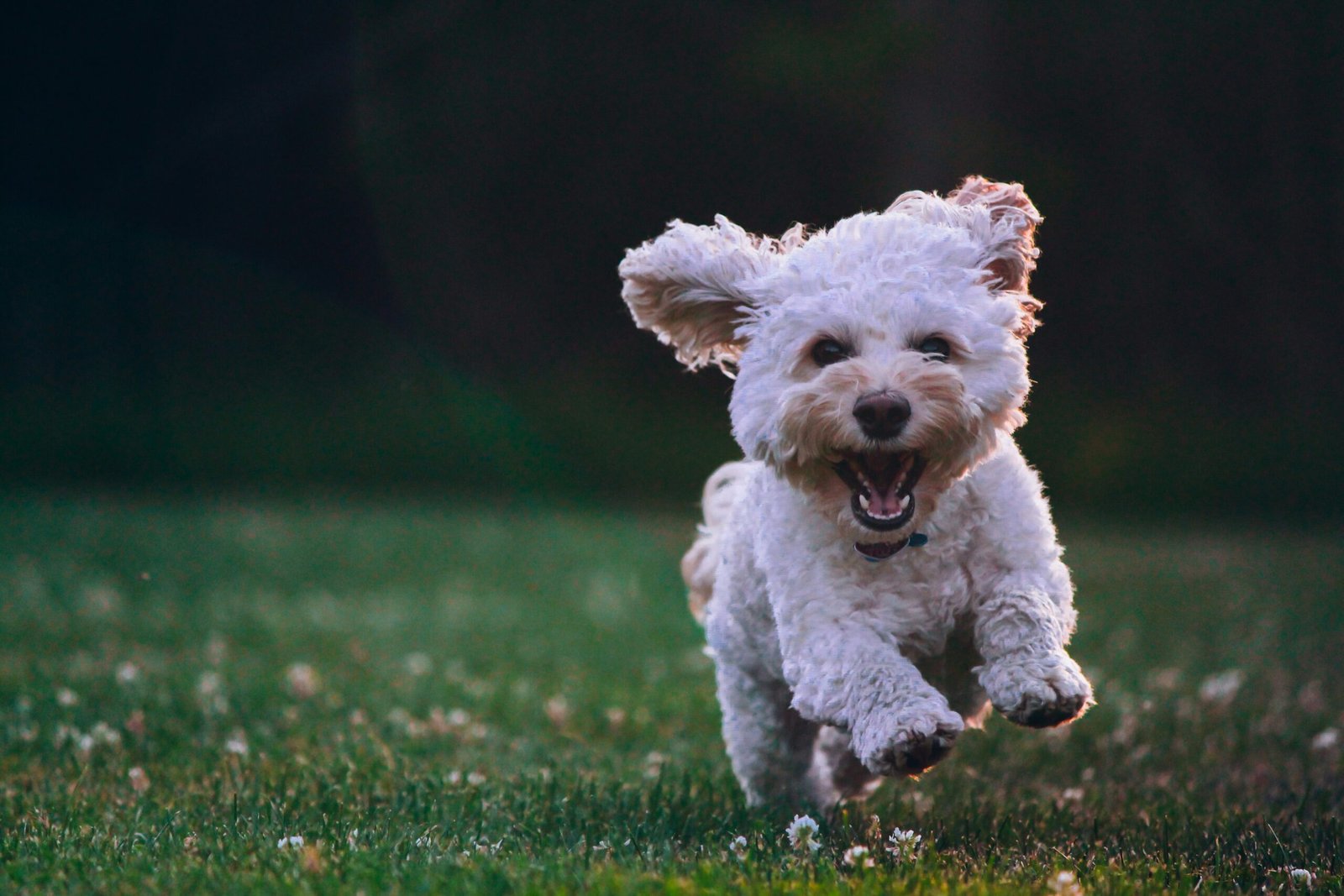 Todo lo que necesitas saber sobre protector solar para perros